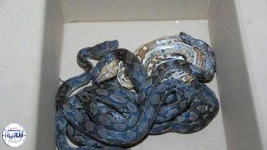 خزنده خطرناک قاچاق